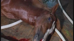 Tan tác đàn ngựa đua