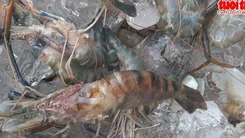 Bắt quả tang bơm rau câu vào tôm càng xanh