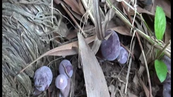 Phú Quốc mùa nấm tràm