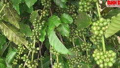 Thành công bước đầu của chương trình ghép và cải tạo cây cà phê