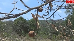Nắng hạn kéo dài, chanh chết, nông dân điêu đứng