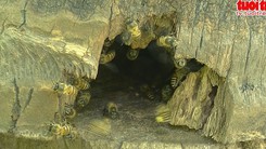 Độc đáo mô hình nuôi ong trong bọng dừa