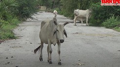 KCN hàng chục tỉ đồng dùng để... đá banh, chăn bò