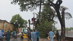 Cây ngã hàng loạt đè người đi xe máy bị thương