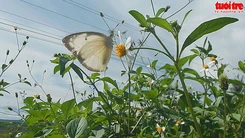 Tây Nguyên bướm bay rợp trời