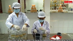 Chuyển giao công nghệ nuôi đông trùng hạ thảo hữu cơ