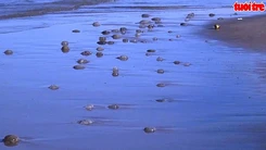 Bãi biển Mỹ Khê đang ngập tràn sứa