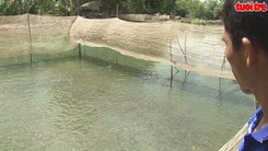 Sợ lũ không về nông dân bỏ tôm nuôi cá lóc