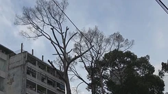Hàng loạt cây xanh chết khô giữa mùa mưa