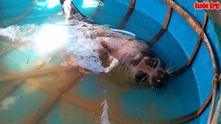 Hải cẩu dạt vào bờ biển Quảng Nam