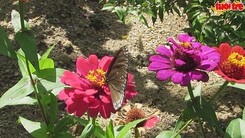 Vườn bướm bán tự nhiên lần đầu tiên xuất hiện tại Việt Nam