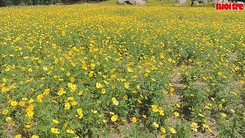 Chiêm ngưỡng vườn hoa cánh bướm độc đáo tại Nha Trang