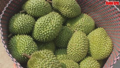 Sầu Riêng trái vụ sốt giá do thiếu nguồn cung