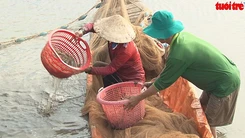 Nuôi tôm càng xanh xen lúa mang lại hiệu quả cao