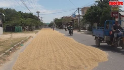 Phơi lúa ngay giữa đường giao thông