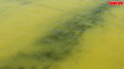 Xuất hiện nước biển màu vàng đục dạt vào vùng biển vịnh Chân Mây