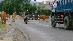 Đàn bò đi nghênh ngang trên quốc lộ 26