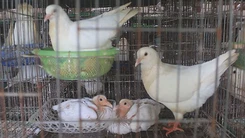 Phương pháp nuôi chim bồ câu Pháp hiệu quả