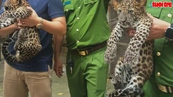 Thu giữ 3 con báo nuôi nhốt trái phép tại Công viên nước Củ Chi