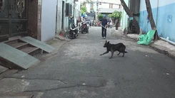 Tiêu hủy chó chạy rông bị bắt sau 72 giờ