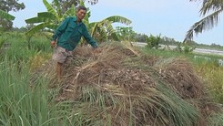 Nông dân trồng sả điêu đứng vì doanh nghiệp không mua