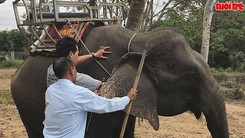 Làm “chứng minh nhân dân” cho đàn voi nhà để thuận lợi việc quản lý