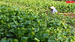 Lục bình dày phủ kín mặt sông ảnh hưởng đến đời sống người dân