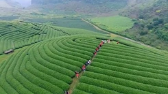 Đến Mộc Châu tham gia “Hội trà cao nguyên 2018”