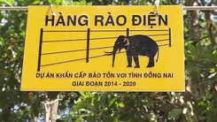 Góc nhìn trưa nay 11-6-2018 | Đàn voi rừng lại ra phá hoa màu, nhà cửa người dân