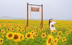 Cánh đồng hướng dương: khởi đầu quy trình khép kín của TH true MILK