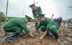 Mỗi cánh rừng được gây dựng là thêm một lớp phòng tuyến tự nhiên trước thiên tai