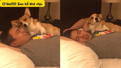 Chú chó giận dỗi khi bị sen mắng