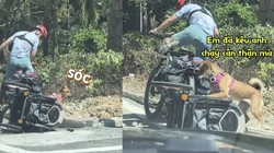 Chú chó ngã sấp mặt khi đang hóng gió