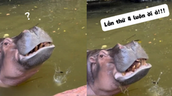 Bực hết cả hà mã