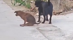 Chú chó hổ báo sợ quéo giò khi gặp chó 'đại ca'