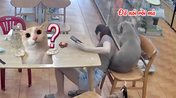 Chú chó nổi cáu với cô chủ nhây