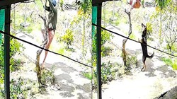 Người phụ nữ vội leo lên cây để không bị chó cắn