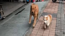 Hai chú chó rủ nhau đấu 'võ mồm'