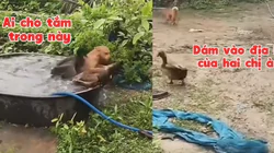 Chú chó bị đàn vịt 'đánh' sấp mặt vì tội vô ý