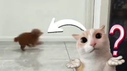Chú chó giả vờ ngủ khi bị phát hiện ăn vụng