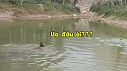Màn rượt đuổi không cân sức của vịt và chó