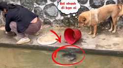 Khi nhà có chú chó thích phóng sinh