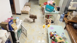 Chú chó lém lỉnh đổ lỗi cho đồng bọn siêu hài hước