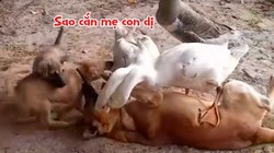 Hai chú chó con lao vào cứu mẹ khỏi bị ngỗng cắn