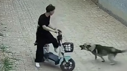 Chú chó hổ báo hoảng hồn bỏ chạy vì chàng trai hét to hơn mình