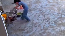 Con gà tự 'nhốt mình' trong chậu gần một ngày đêm
