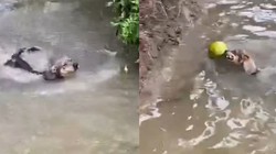 Nhà nuôi được chú chó đáng đồng tiền bát gạo