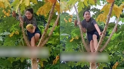 Cô gái leo cây hái đu đủ 'ngã dập mông' 