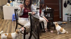 Chú chó đạt 100 điểm kỹ năng giao tiếp