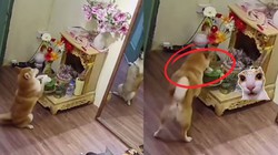Gia chủ bất ngờ với hành động 'lạ' của chú chó cưng